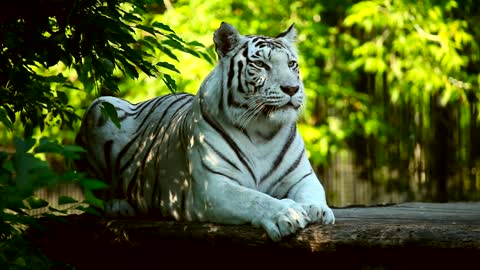 White tiger resting in the woods