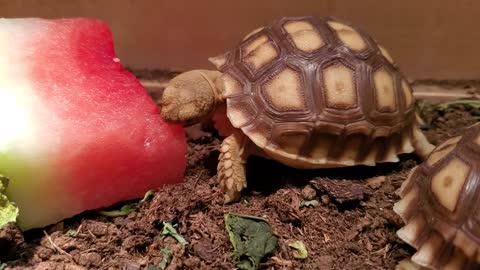 Baby tortoise