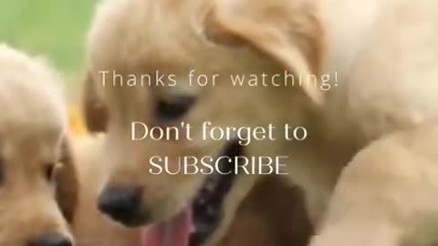 Dog video