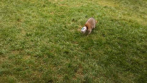 Disoriented Raccoon Wanders with Head Stuck in Jar