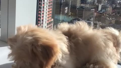 White dog eating wood bark on window