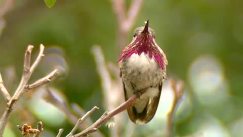 American_Birds