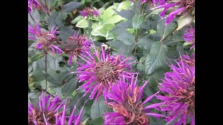 Bee Your Best Bee Balm