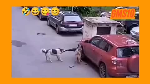 Funny 😂 dogs 🐕 video