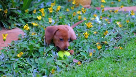 RuRumble/cute dogs &cats!A Cute dog puppie trying to play with a ball🐕💓mble/cute dogs &cats!A Cute dog puppie trying to play with a ball🐕💓