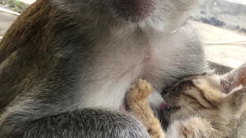 Monkey Cares For Stray Kitten