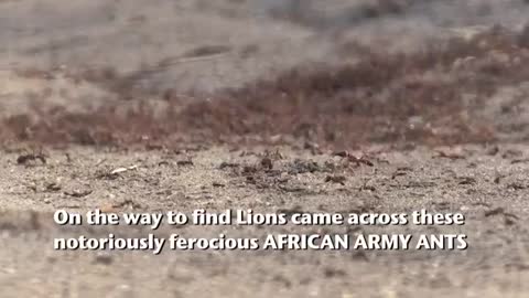 AFRICAN ARMY ANTS ATTACK!_Cut.mp4