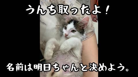 japanese family daily vlog 01,The new member of our family, the kitten