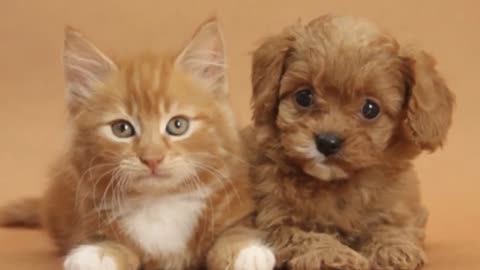 10 Dog Breeds Who Are Very Friendly With Cats!