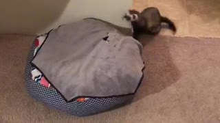 Ferret Rage