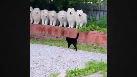 Adorable Kitty Parade: Every Dog Is Mesmerized!