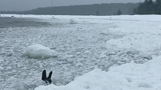 Dive into Icy Water Has Unexpected Result