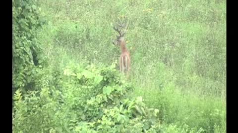 Big Virginia Buck