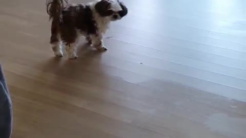 A cute puppy chasing a snack