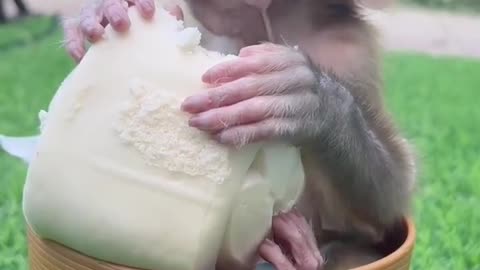 cut Monkey eats food