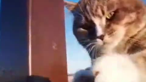 cat video cat lovers