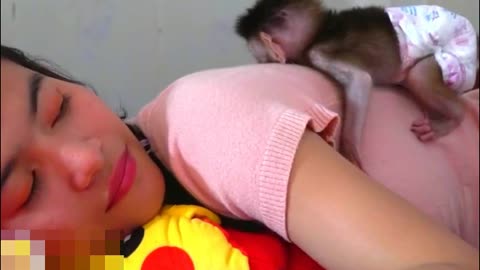 Baby Monkey Chaly Hugs.Mom Relaxing- Monkey Animals 056