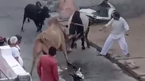 Aggressive bull fight