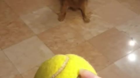 La La Dog playing with tennis ball 🥎