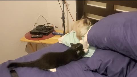 Kitten Ruins Pillow then Attacks Laser