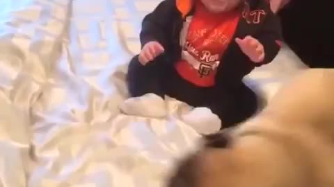 The baby is playing with cute dogy. Entertainment fun