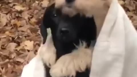 Cute dog hugging.