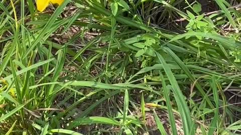 Small yellow flowers on the grass