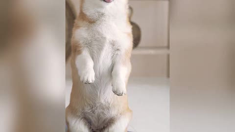 Funny puppy doing yoga by itself