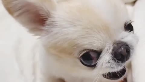 angry little dog