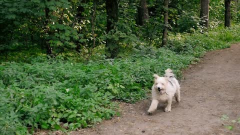 Cute white West Highland Terrier Dog looking alert and playful with blurred nature background