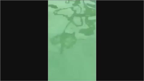 Funny video of the pool with greenish water