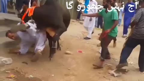 dangerous bull fighting..bull attack on man