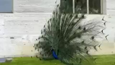 A Stunning Performance By A Resident Peacock #shorts #shortvideo #video #virals #videoviral