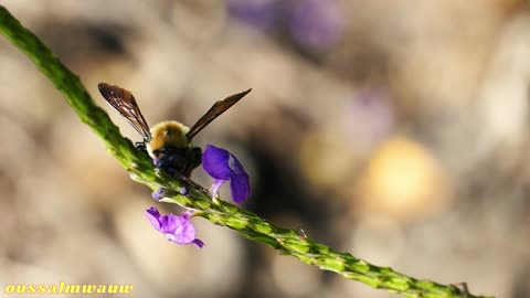 The sound of bees and nectar