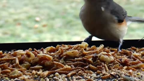 Tufted Titmouse