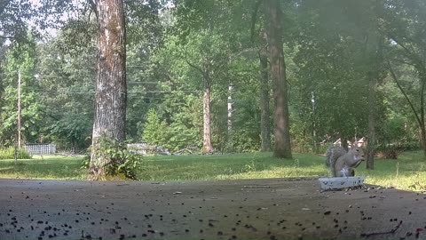 Squirrel eating wet bird seed