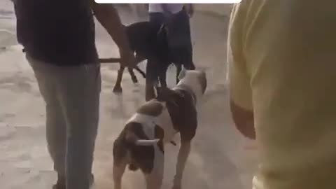 Dogs fighting goals American bully dog's lover😍