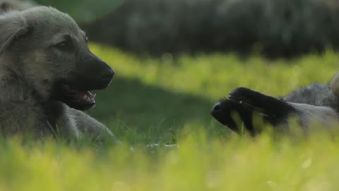 Two Little Puppy Playing