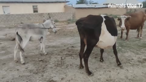 Donkey and Cow meet and try a second time