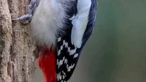 Soo cute Bird on tree