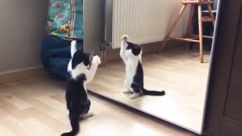 Funny cat and mirror