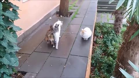 Two male cats reject same female cat in heat ( Opposite World )