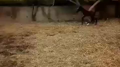 A baby 15-day-old horse is running for the first time in its life