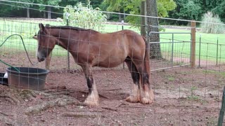 Gypsy Horse Colt Quiggly