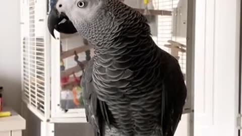 parrot bird