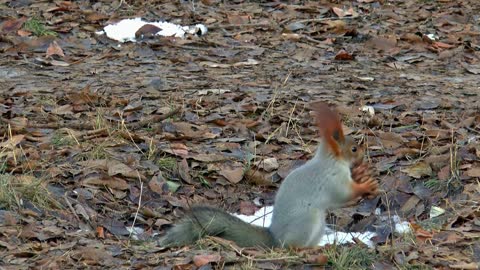 Funny Squirel Hiding Wallnut