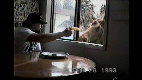 Man Feeds Moose Lunch Through His Dining Room Window