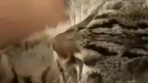 kitten exercising its paw