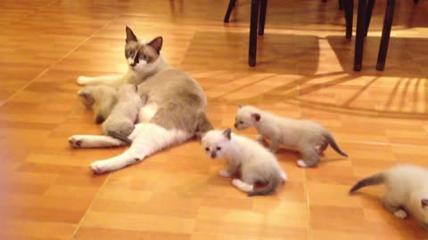 A Nursing Mother Cat With Kittens On The House Floor