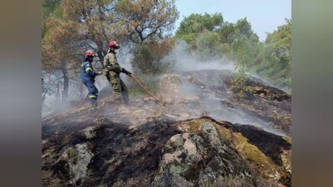 Member of Parliament_evros Mitsotakis_his inventionsThe Observatory _Forestry Service denounce him!